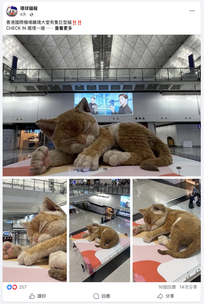 AI-generated cat post — multi-photo